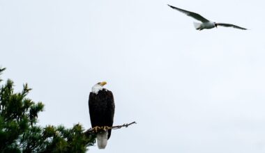 This law helped save the bald eagle. Trump officials want to weaken it