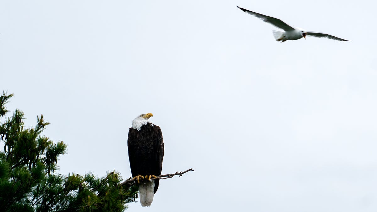 This law helped save the bald eagle. Trump officials want to weaken it