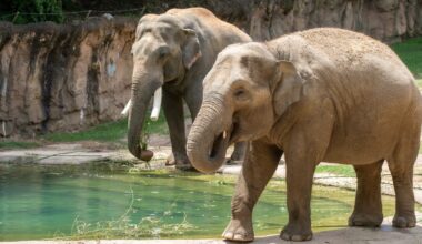 Asian elephant is pregnant at Smithsonian's National Zoo in DC