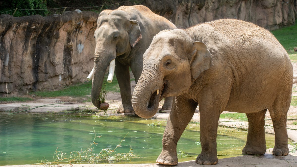 Asian elephant is pregnant at Smithsonian's National Zoo in DC
