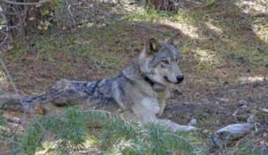 New 'grizzly' wolf pack confirmed, California now 10 packs