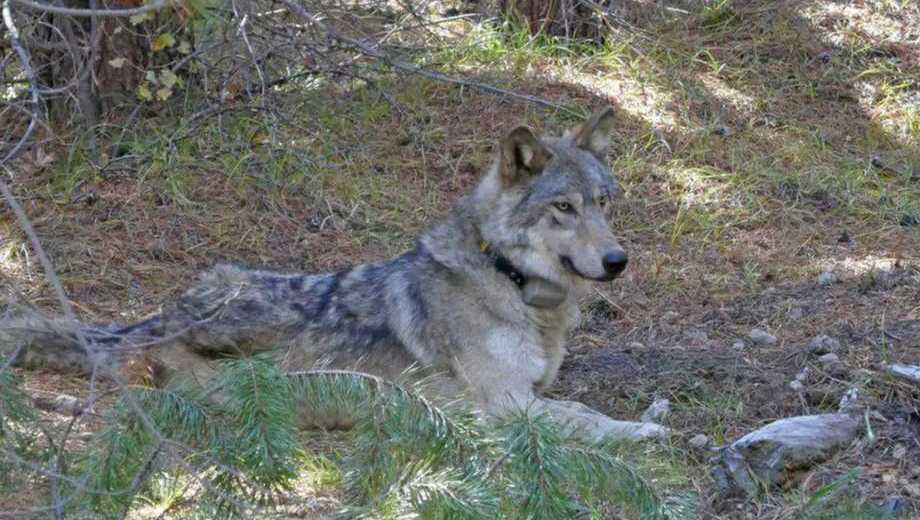 New 'grizzly' wolf pack confirmed, California now 10 packs