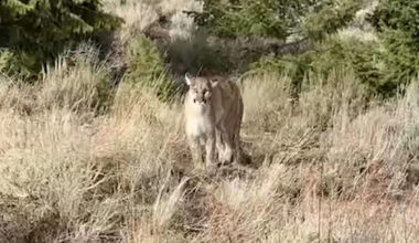 Idaho Wildlife Technician Films Close Encounter with Mountain Lion