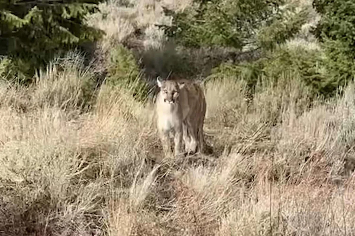 Idaho Wildlife Technician Films Close Encounter with Mountain Lion
