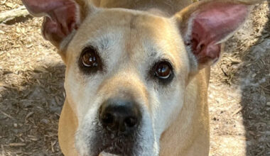 Yahoo lifestyle home