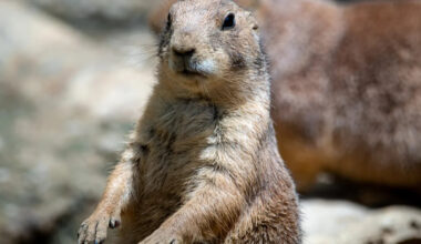 Yahoo lifestyle home