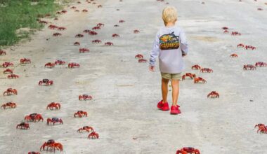 Residents Need Patience and 'a Rake' to Enjoy the 200 Million Migrating Crabs on Christmas Island