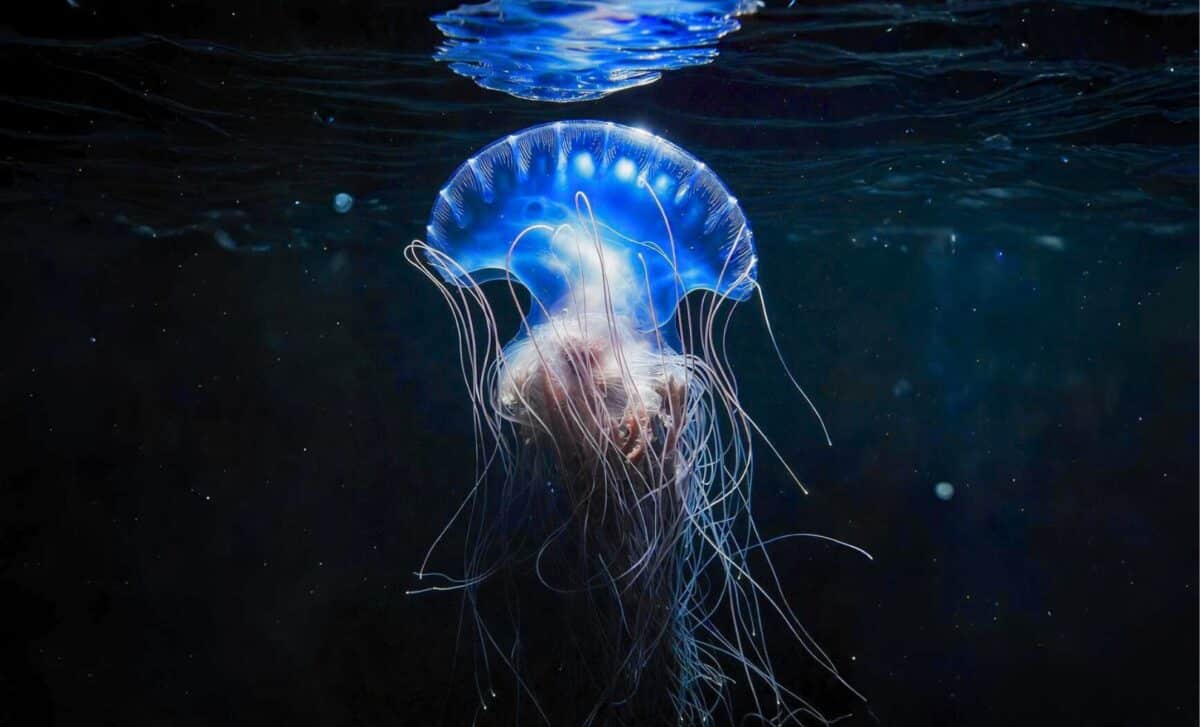 A Mysterious Marine Creature Just Surfaced In Japan, And Researchers Say It Shouldn’t Even Be There