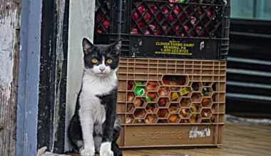 NYC Council pushes to legalize bodega cats, giving them ‘purr-fect’ legal status