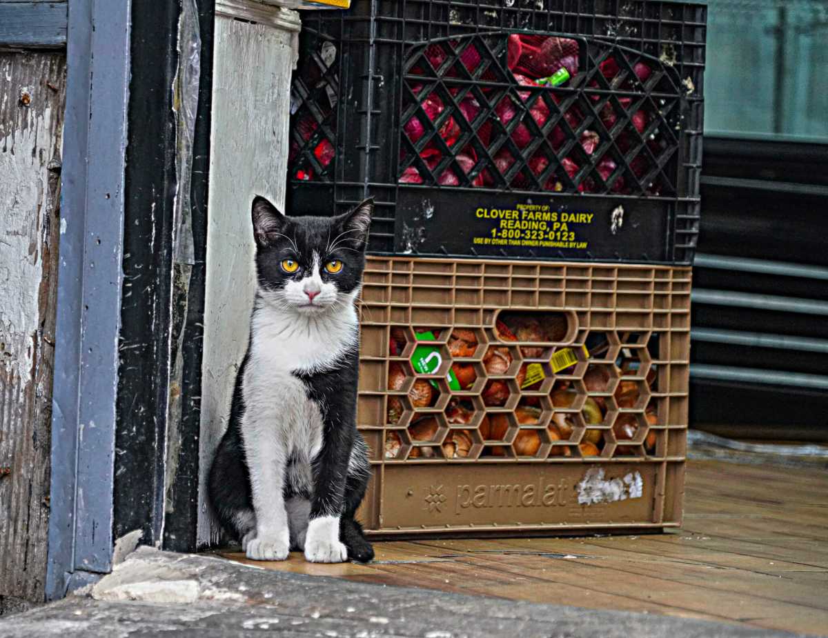 NYC Council pushes to legalize bodega cats, giving them ‘purr-fect’ legal status