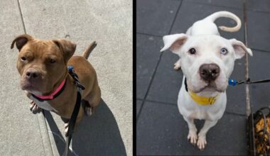 Nectar, left, and Appletini, right. (Courtesy of Animal Care Centers of NYC)