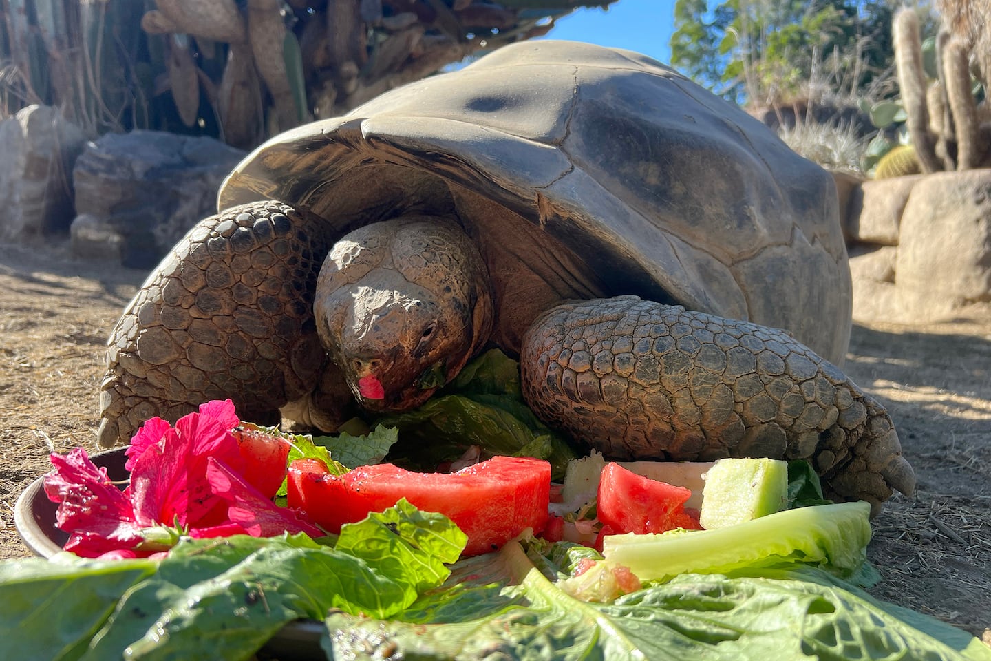 This photo shows Gramma, a Galapagos tortoise and the oldest animal at the San Diego Zoo, eating fruits and vegetables on Oct. 30, 2024.
