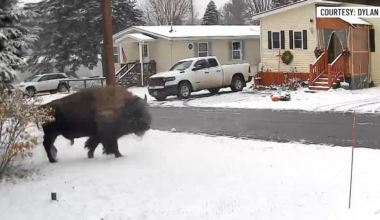 Escaped bison safely returned to Derby farm