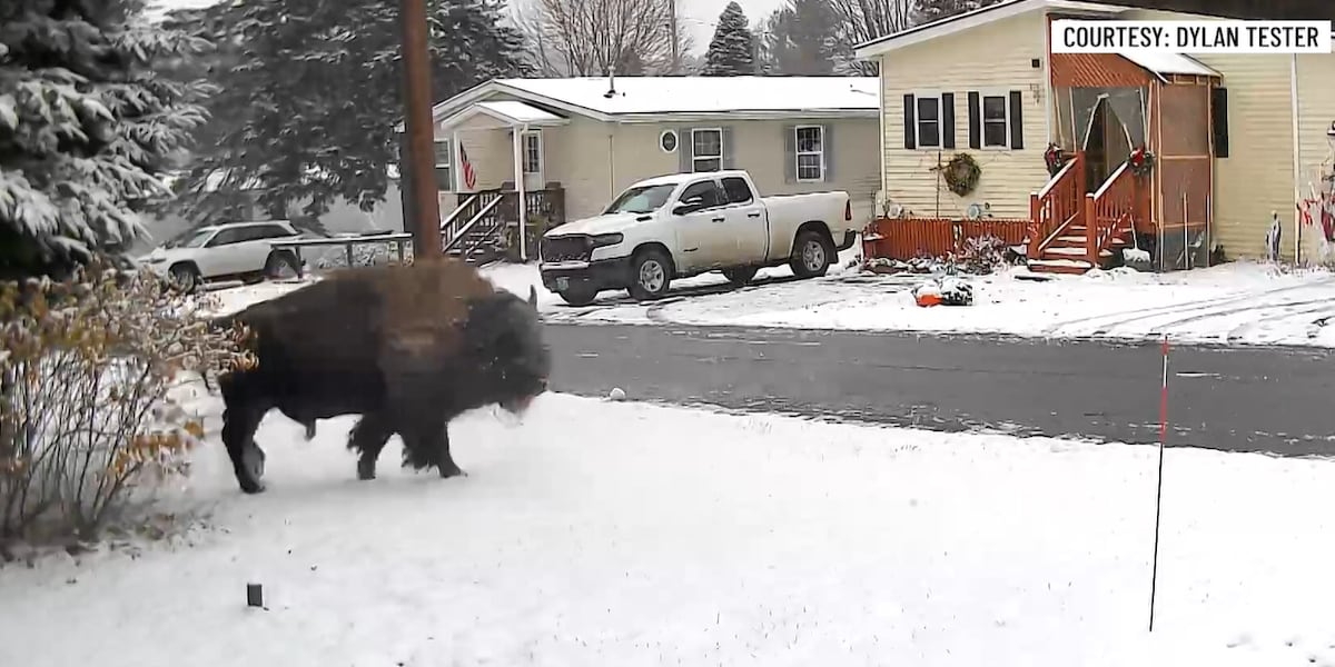 Escaped bison safely returned to Derby farm