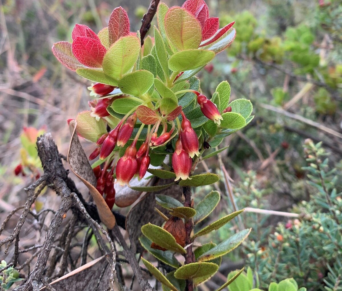 Hawaii’s Wild Blueberries and Fort Worth Connection