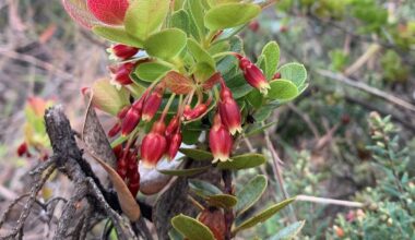 Hawaii’s Wild Blueberries and Fort Worth Connection