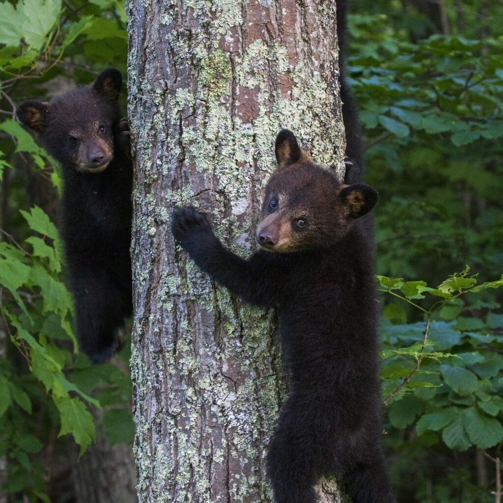 Bear and cubs spotted in Taneytown, police say