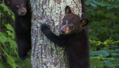 Bear and cubs spotted in Taneytown, police say