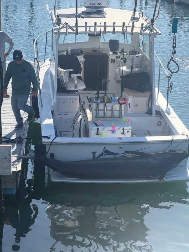 The 582-pound blue marlin awaits weighing on the swim step of the skiff Listo after being taken to the Marlin Club on Shelter Island. (Provided by Sean Mulrooney)