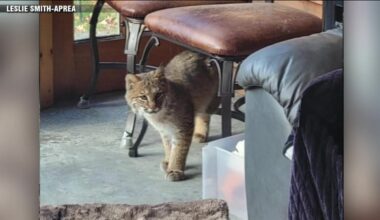 ‘There he was, climbing up my walls, scratching the heck out of them’: Woman recounts finding bobcat in NH home - Boston News, Weather, Sports