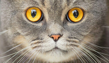 Owning a Cat Could Double Your Risk of Schizophrenia, Research Suggests : ScienceAlert