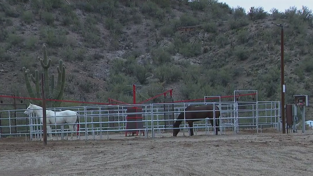 Cases of equine herpesvirus confirmed in Arizona
