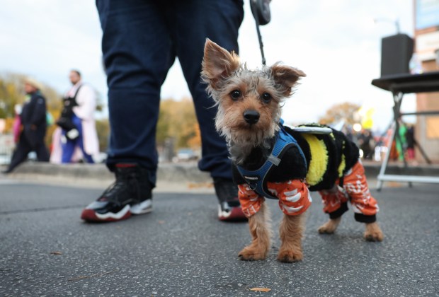 Toby the dog is dressed as a bumblebee in pajamas on West 26th Street in the Little Village neighborhood on Halloween in Chicago, Oct. 31, 2025. (John J. Kim/Chicago Tribune)