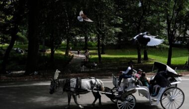 Proposal to ban Central Park horse carriages voted down by key NYC council committee – Hartford Courant