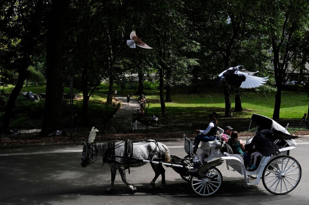 Proposal to ban Central Park horse carriages voted down by key NYC council committee – Hartford Courant