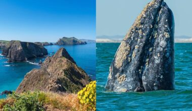 California's Least-Visited National Park Sits On A 'Whale Migration Highway' — Here's How To See 15,000 Gray Whales There This Winter