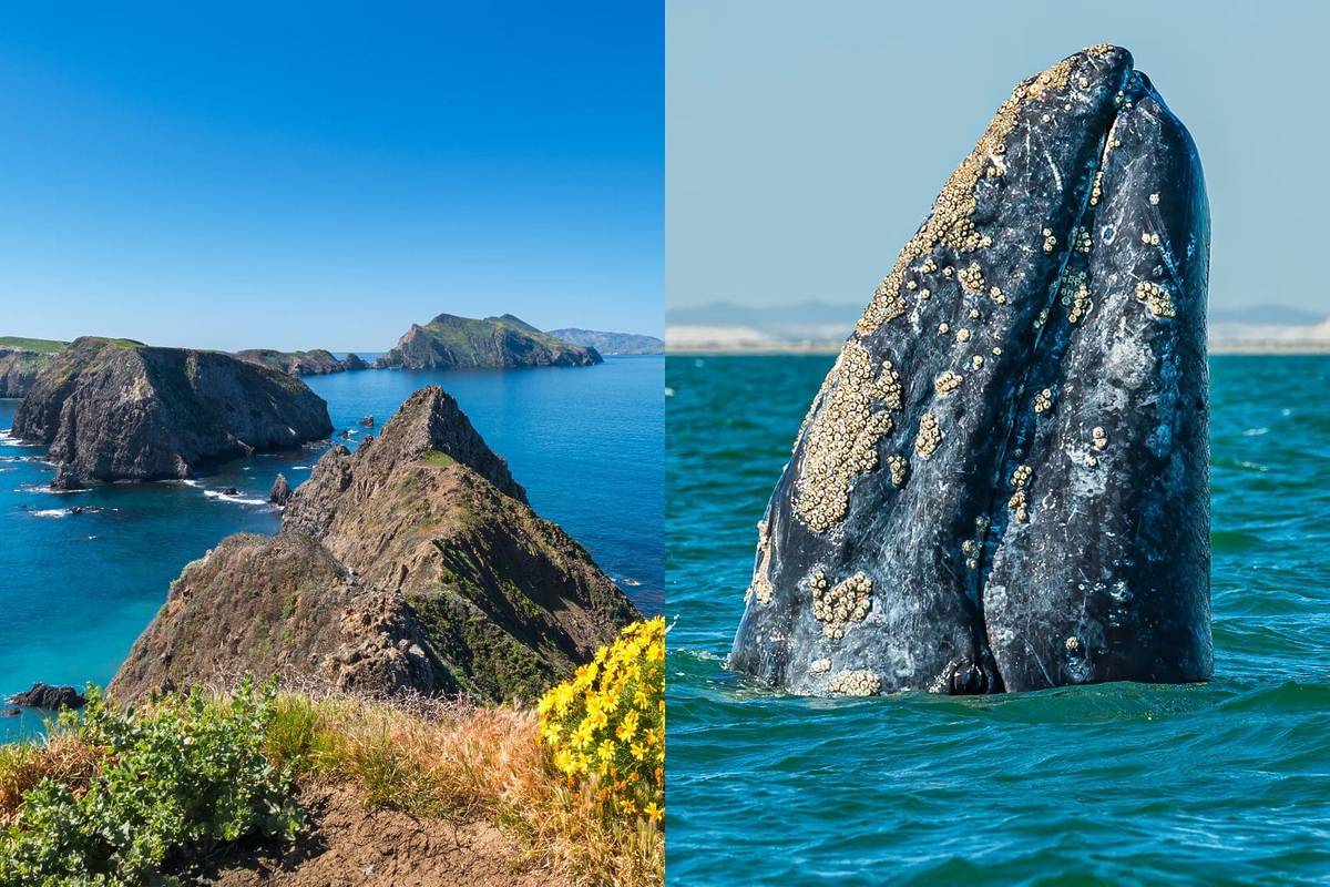California's Least-Visited National Park Sits On A 'Whale Migration Highway' — Here's How To See 15,000 Gray Whales There This Winter