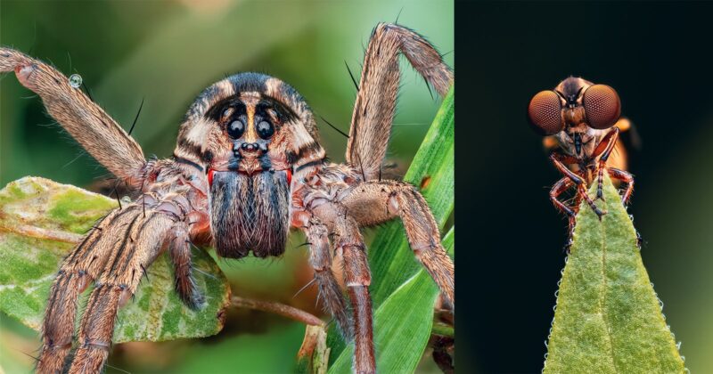 Close-up of a spider on the left clinging to a green leaf, showing its eyes and hairy legs, and a detailed view of an insect with large eyes perched on the tip of a leaf on the right.