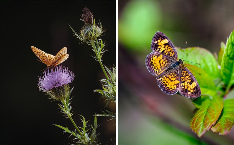 Side-by-side photos: left, an orange butterfly with black spots on a purple thistle flower; right, a small butterfly with orange and black patterned wings perched on a green leaf.