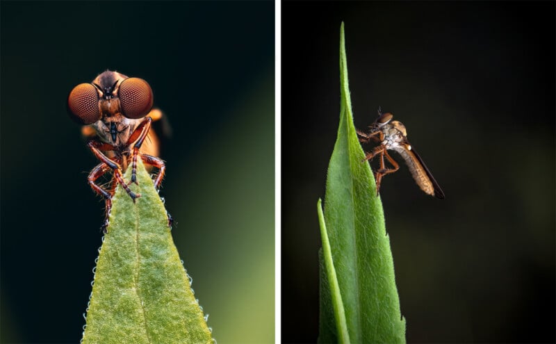 A close-up of a robber fly perched on the tip of a green leaf, shown from the front on the left and from the side on the right, with a dark blurred background.
