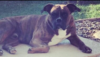 Covina homeowner says dog killed after burglary – NBC Los Angeles