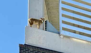 Watch: Coyote causes a scene on ledge outside Florida hotel