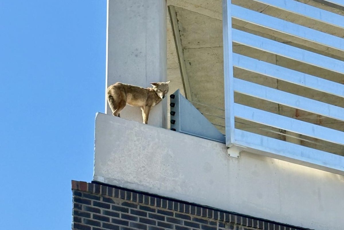 Watch: Coyote causes a scene on ledge outside Florida hotel