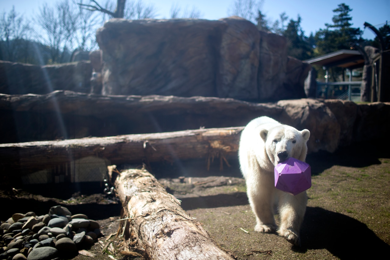 A polar bear walks towards the camera in a wide shot, with the logs and rocks of her zoo habitat behind her and a purple multi-sided toy in her mouth