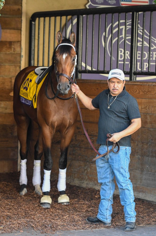 Preakness Stakes winner Journalism schools in the paddock on Oct. 29, in preparation for the $7 million Longines Breeders' Cup Classic.(Kelley Carlson)