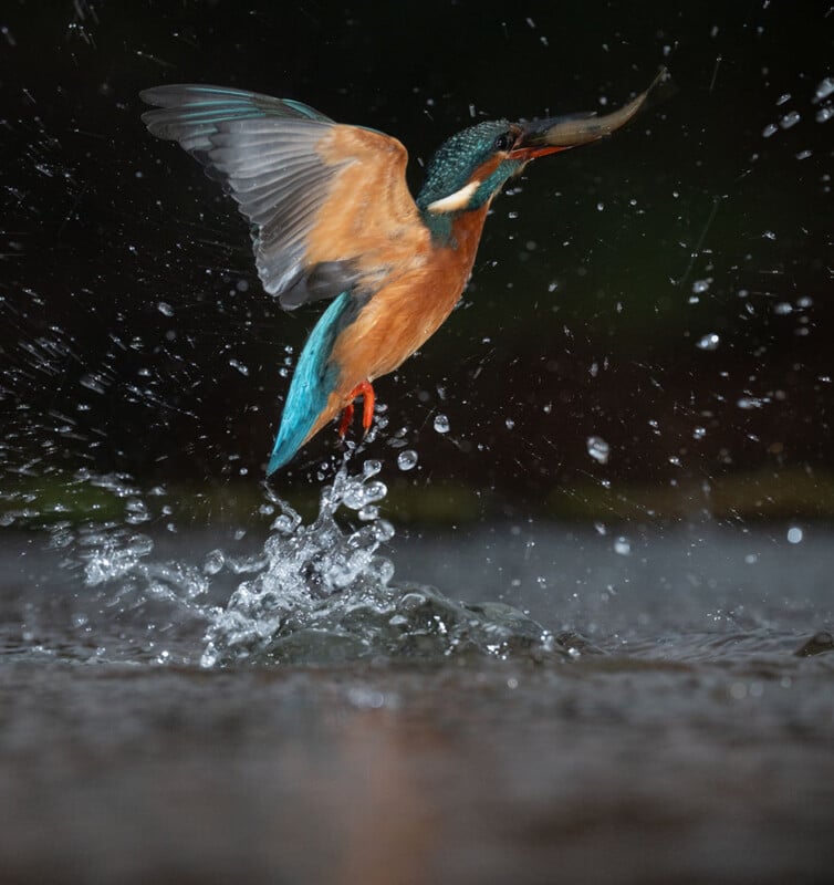 A vibrant kingfisher emerges from water, wings spread and droplets flying, with a fish held in its beak, set against a dark, blurred background.