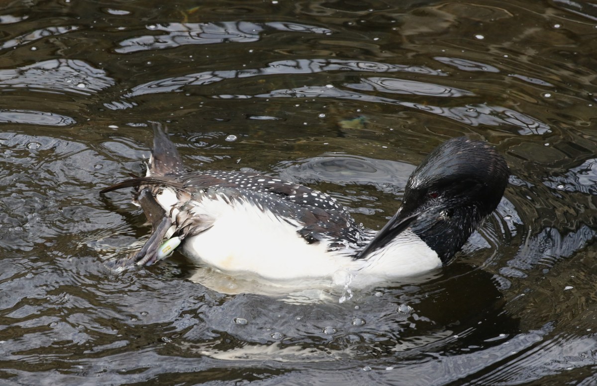 Loon in need of help