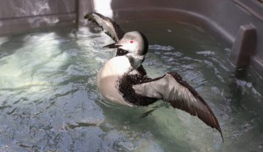 Rescuing Dammit, the hard-luck loon