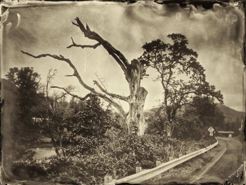 Black and white photo of a leafless, gnarled tree beside a winding road with a guardrail. Bushes and other trees surround the area; hills rise in the background beneath a cloudy sky. The image has a vintage, weathered look.