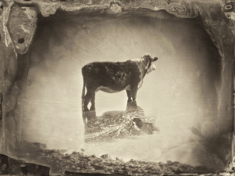 A sepia-toned, vintage-style photograph of a cow standing in shallow water, with its reflection visible beneath it. The image has an old, weathered look and blurred edges that give it an antique appearance.