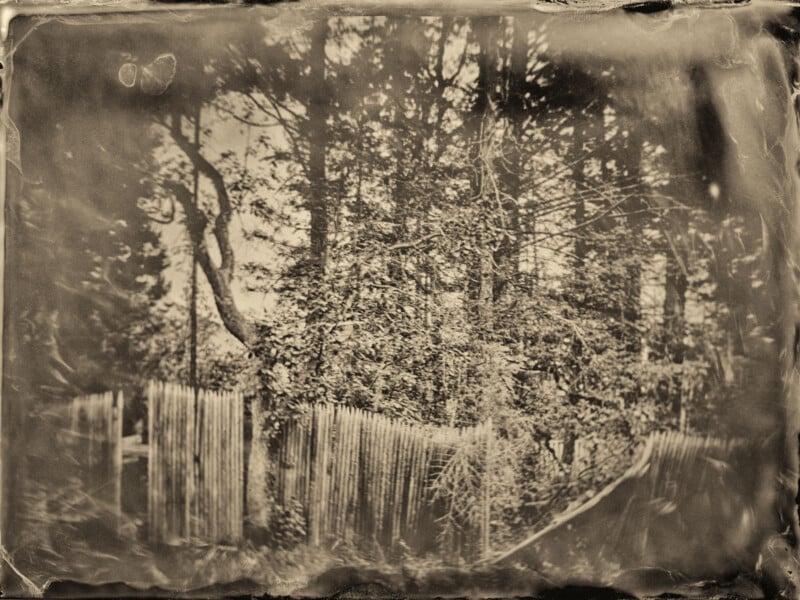 Sepia-toned photograph of a wooded area with tall trees behind a wooden fence; the image has an old, faded, and slightly blurry appearance.