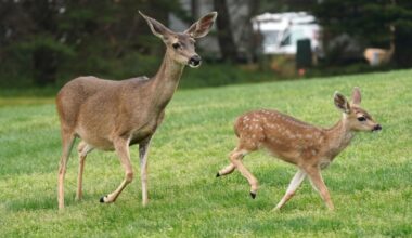 Look: Deer jumps through school cafeteria window during breakfast