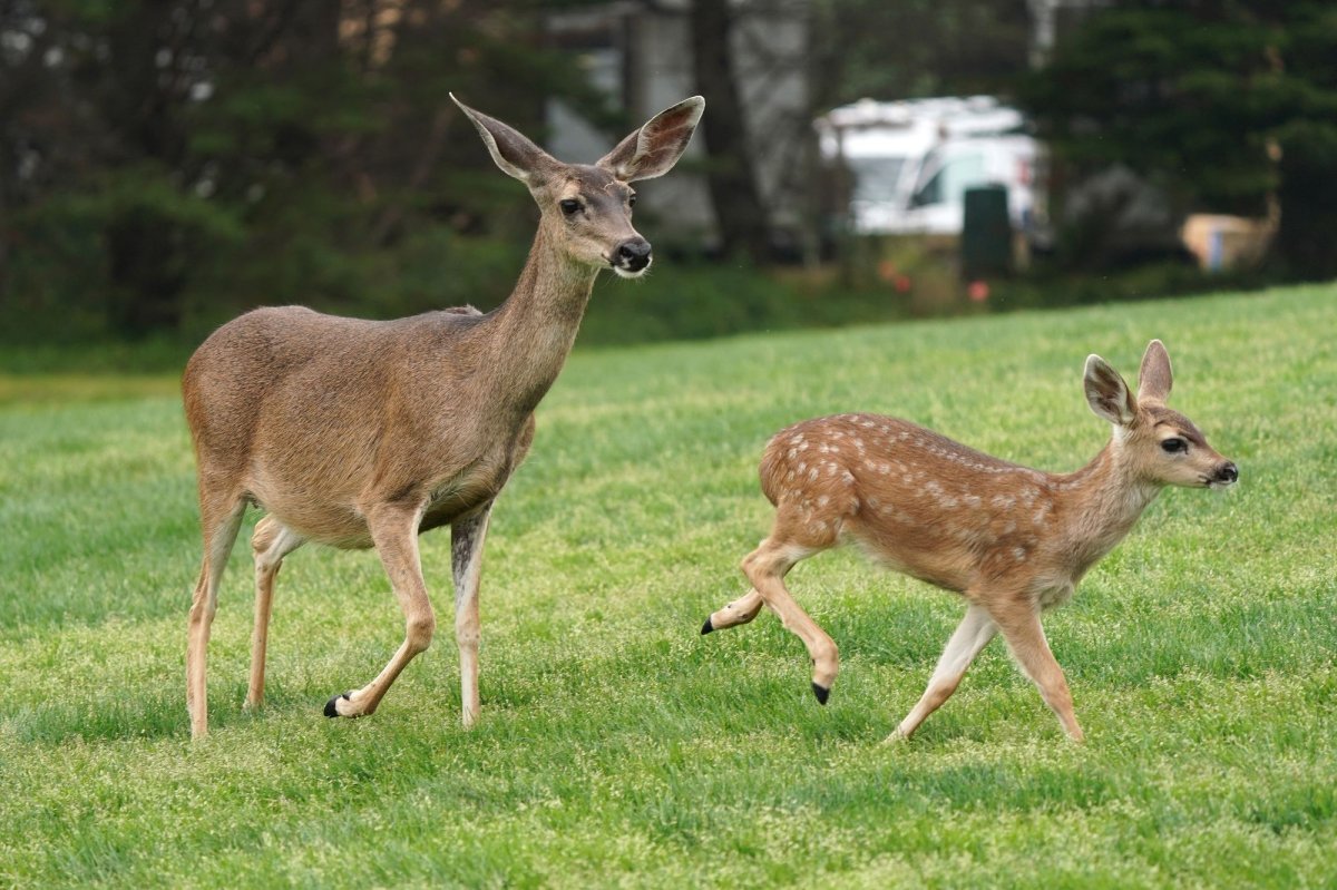 Look: Deer jumps through school cafeteria window during breakfast