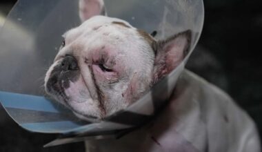 Pet owners demand action after pit bulls attack dogs in Brooklyn – NBC New York