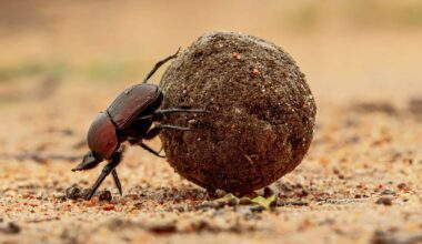 A close-up of a dung beetle pushing a large, round ball of dung across a sandy ground. The background is blurred, highlighting the beetle and the dung ball in sharp detail.