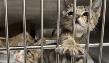 Can you help them? Jacksonville Humane Society seeks foster homes for 80+ kittens